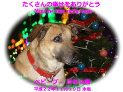 ベビーブーちゃんのメモリアル写真　ペット葬儀日：２０１０年１１月２０日　茨城県よりご依頼